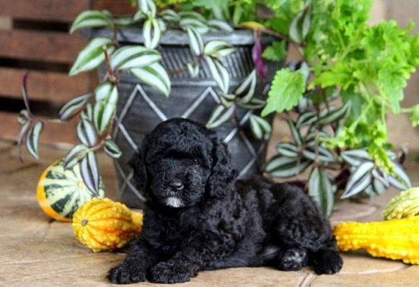 black poodles for sale near me