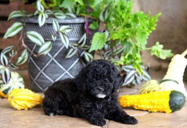 Bilbo – Black Poodle Puppy