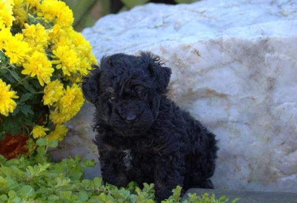 Bilbo – black poodles for sale