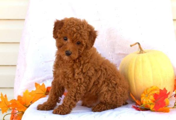 brown poodle for sale