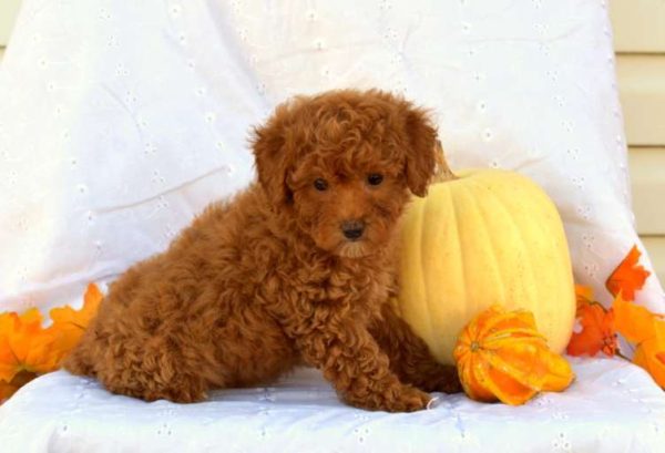 Bingo - brown poodle puppy for sale