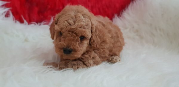 greta -chocolate poodle for sale