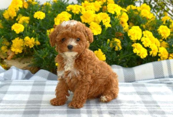 Dante mini poodle sale