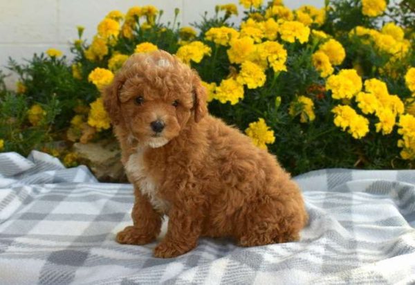 mini poodles for sale near me - Dante