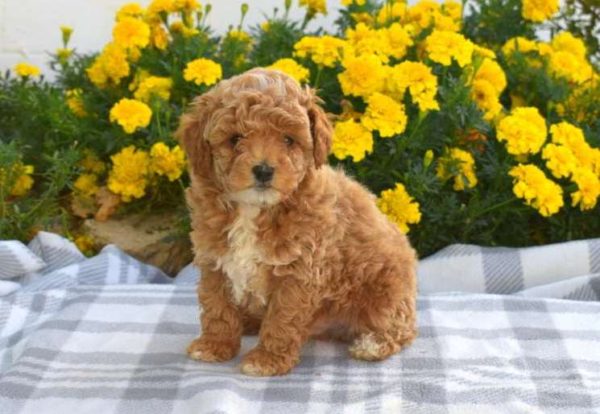 Dante - mini poodle for sale