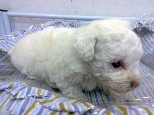 Cecily: White Poodle Puppy for Sale